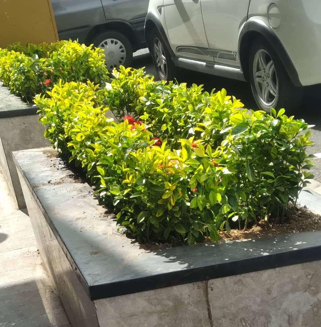 نگهداری فضای سبز در گاندی